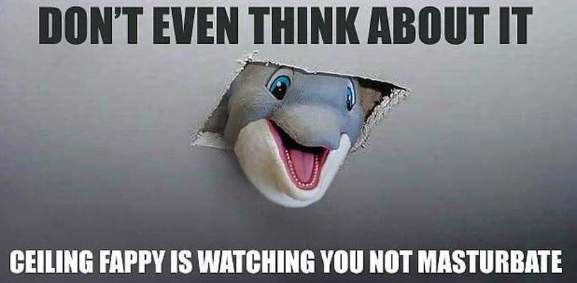 Fappy the Anti-Masturbation Dolphin