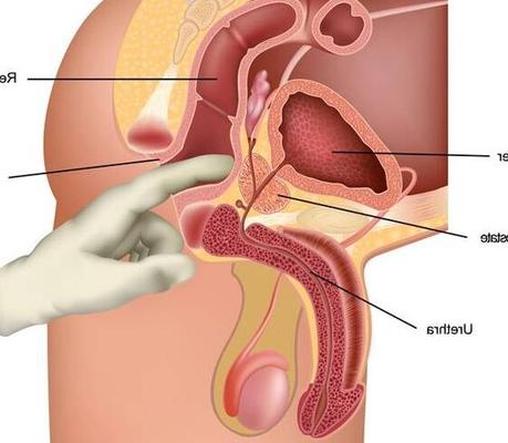 参考までに - 女性の皆様、前立腺を見つけてください。