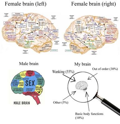 Comparaison du cerveau